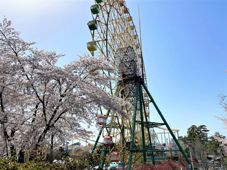孫たちの春休み 桜満開の華蔵寺公園 高崎の不動産会社アンサーのブログ
